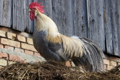 SAMSUNG DIGITAL CAMERA