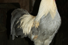 SAMSUNG DIGITAL CAMERA